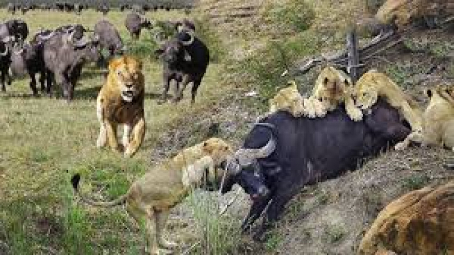 حیات وحش، جنگ بی پایان شیرها و...