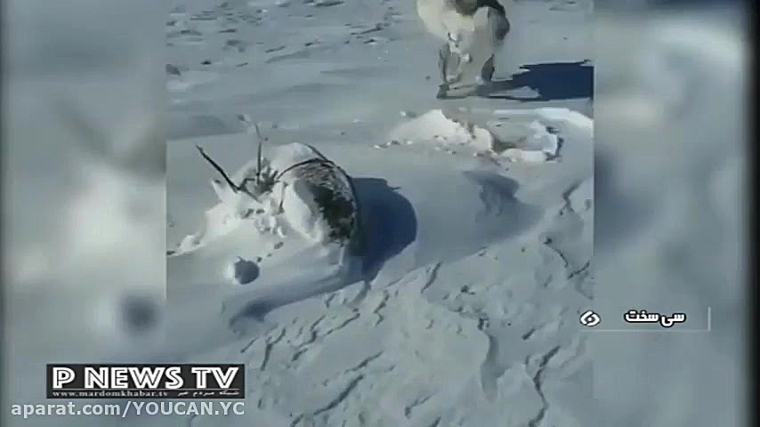 تصويرتماشایی از گوزن هاي برفي