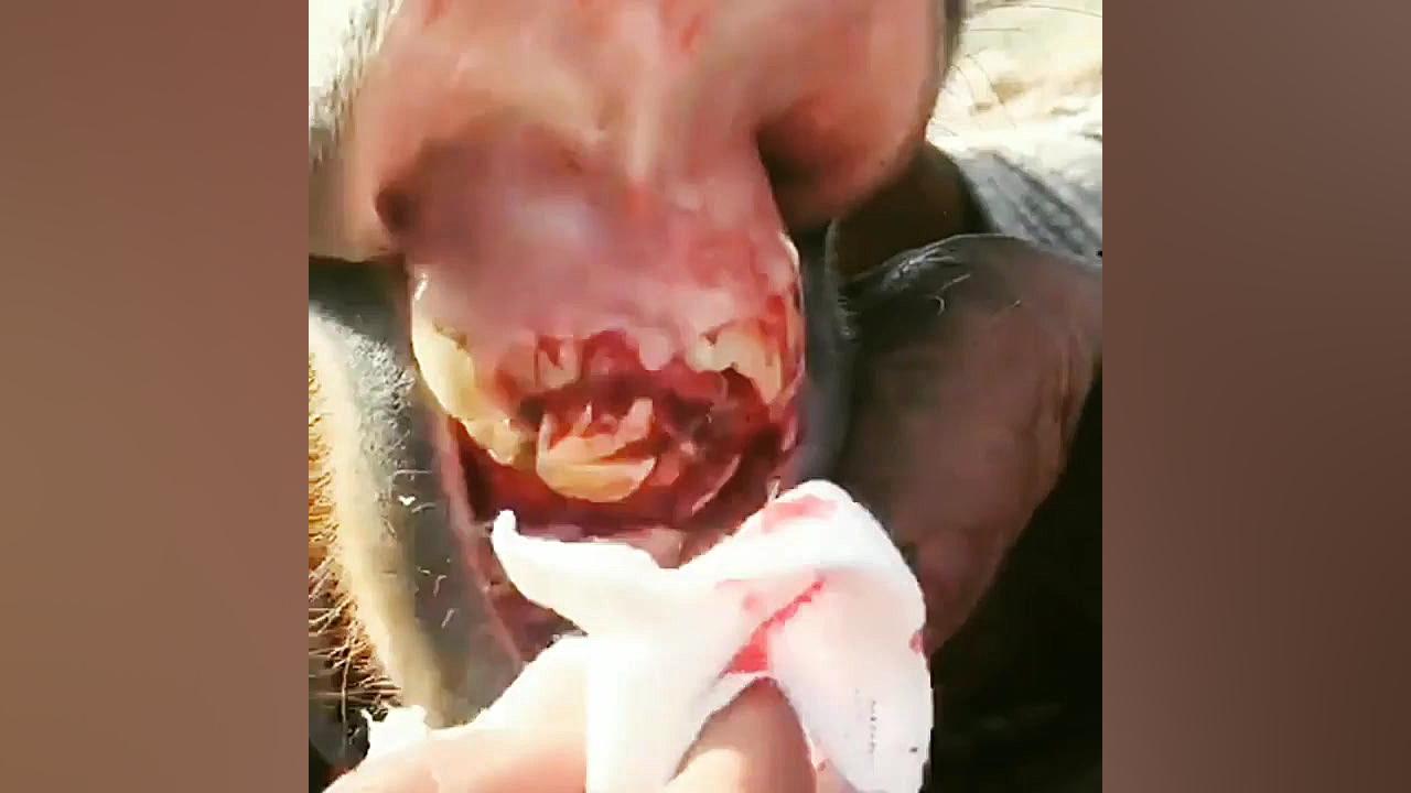 شکستن فک اسب