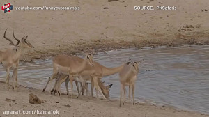 لحظات دیدنی شکار تمساح