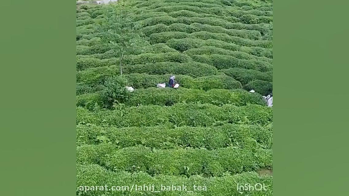 چای بابک لاهیج lbt چای خارجی