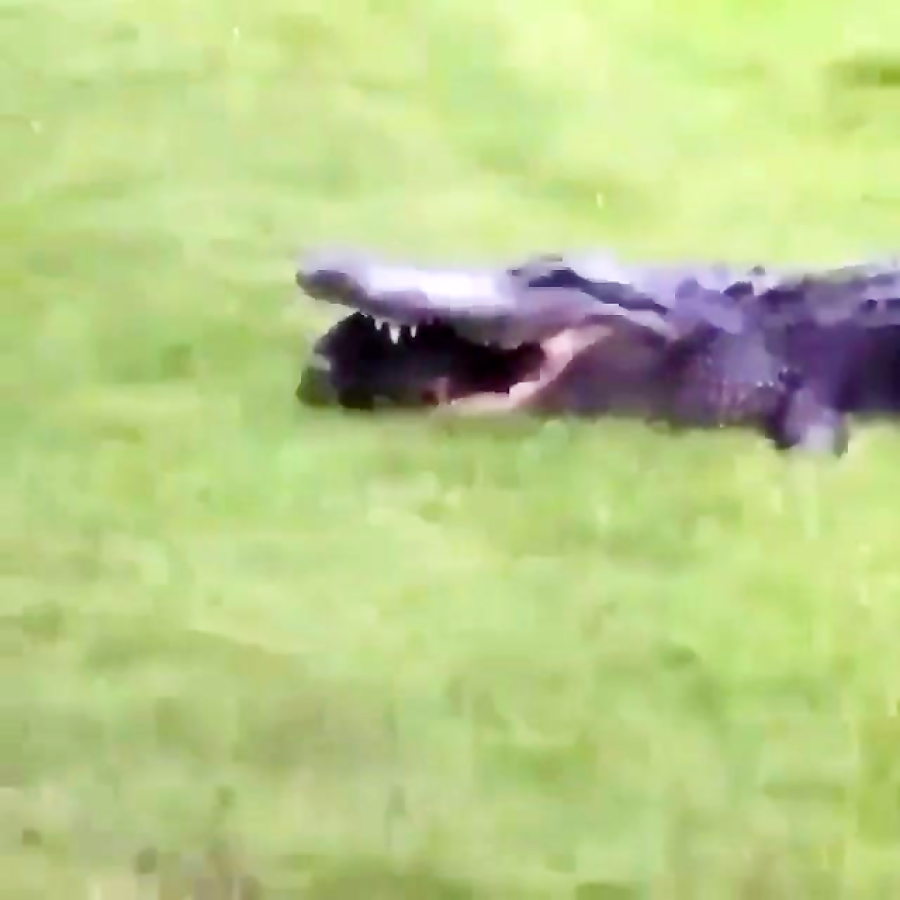 فرار لاک پشت از دست تمساح و مر...