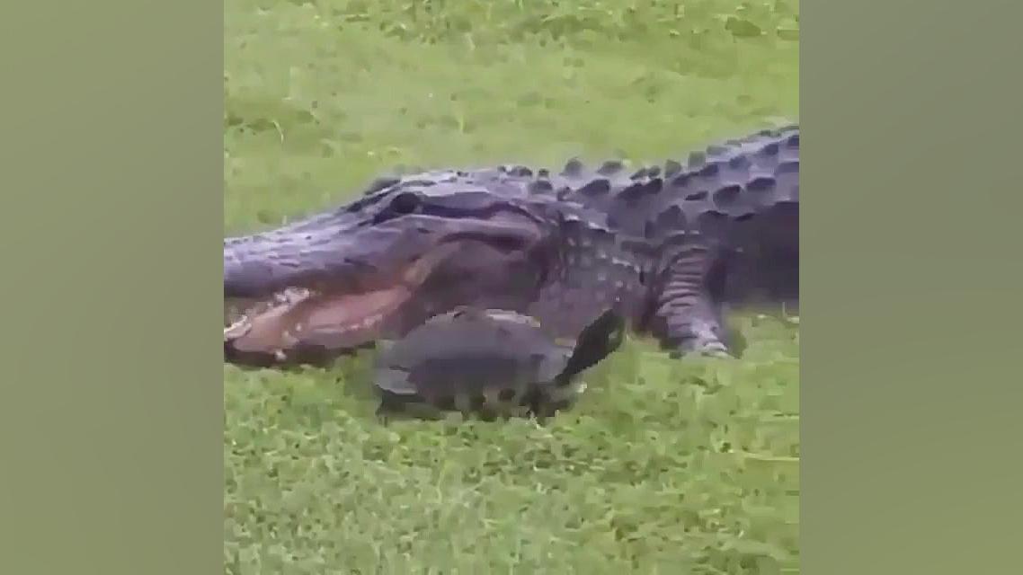 فرار لاک پشت از دست تمساح و مر...