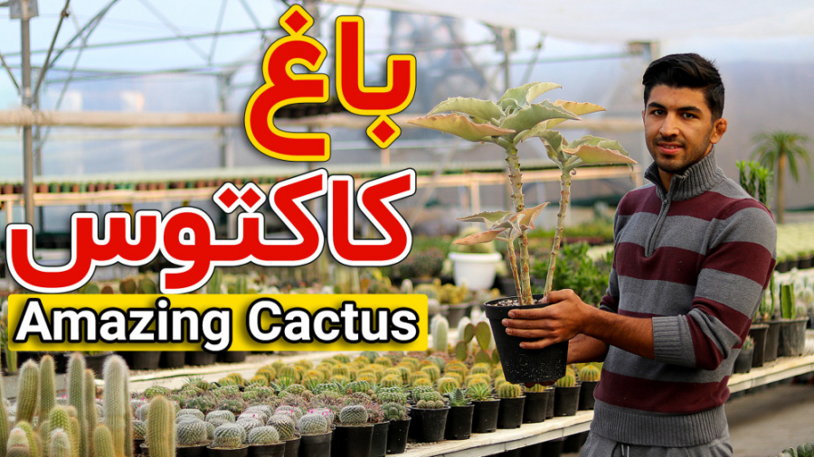 زیباترین گلخانه کاکتوس | Amazi...