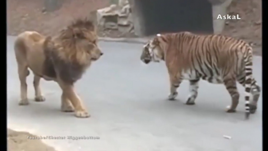 10 حیوان که می توانند یک شیر ر...