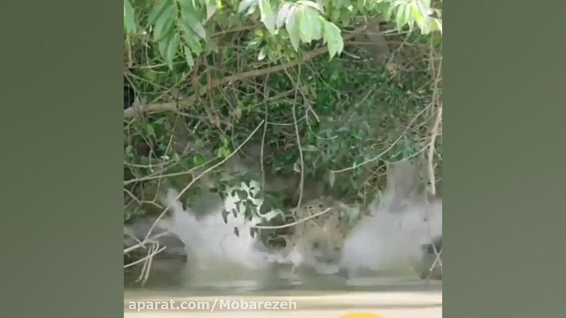 پلنگ تمساح را شکار کرد