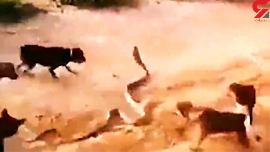 جدال سگ‌ها با مار بزرگ سمی