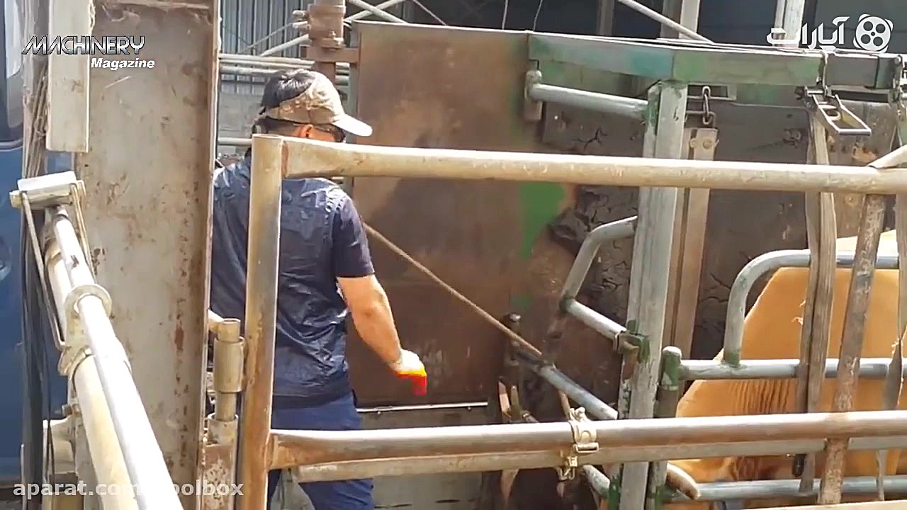 دامداری مدرن یعنی این (مگه دار...