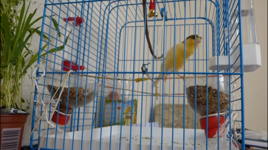 قناری های مست آواز خوان  قناری...