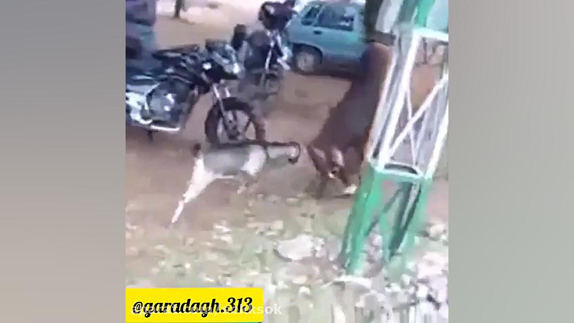 دوبله طنز ترکی گاو و بز خخ