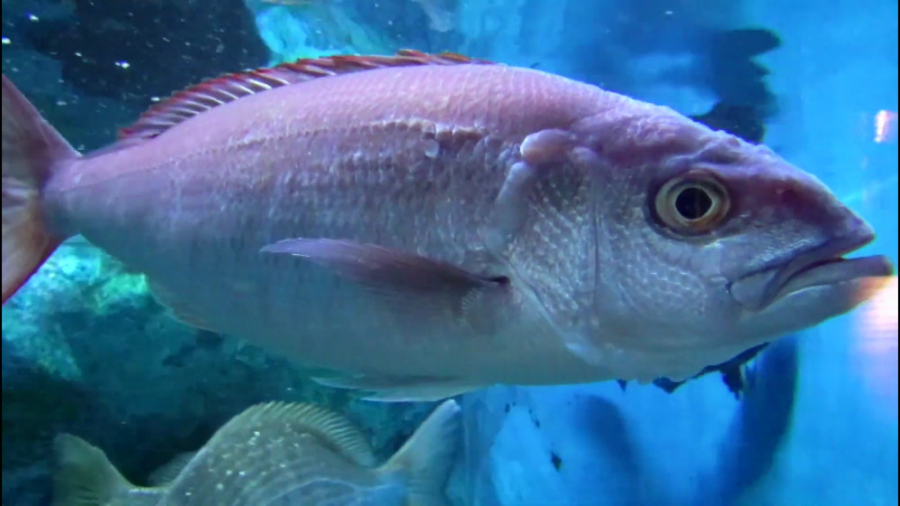 سرخوی زرشکی: Pristipomoides fi...