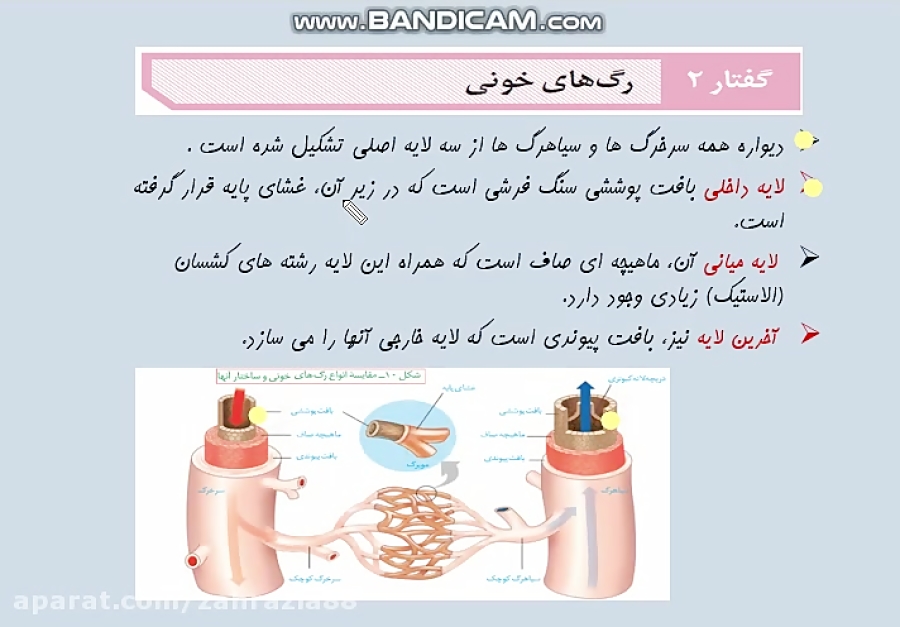 گردش مواد - گفتار 2- رگ های خونی- پارت اول - مدرس زهرا ضیاء
