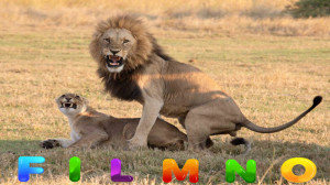 شیر به یوزپلنگ حمله میکند به ت...