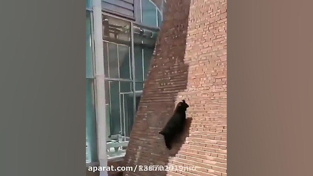 این بز ها قانون جازبه رو شکست