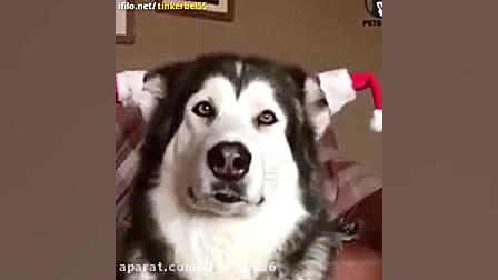 نمایشی از حیوانات خانگی بامزه...