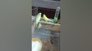 فروش مرغ عشق درشهر جم ۱۹۰ هرچه...