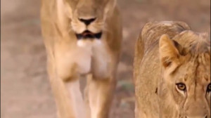 شکارهای تمساح و جنگ شیرها و شی...