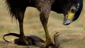 شکار شگفت انگیز " عقاب &q...