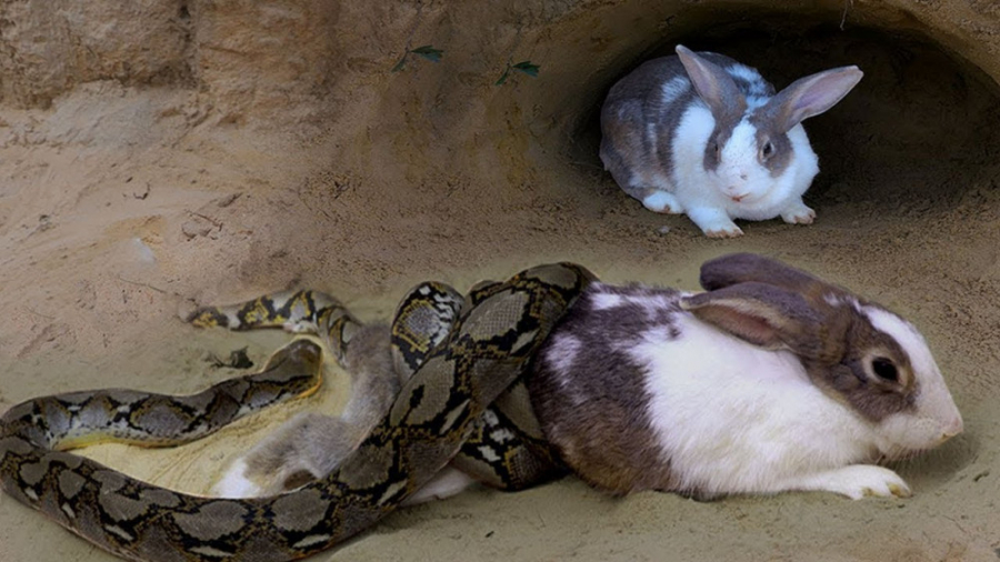 حمله پایتون مار غول پیکر به لا...