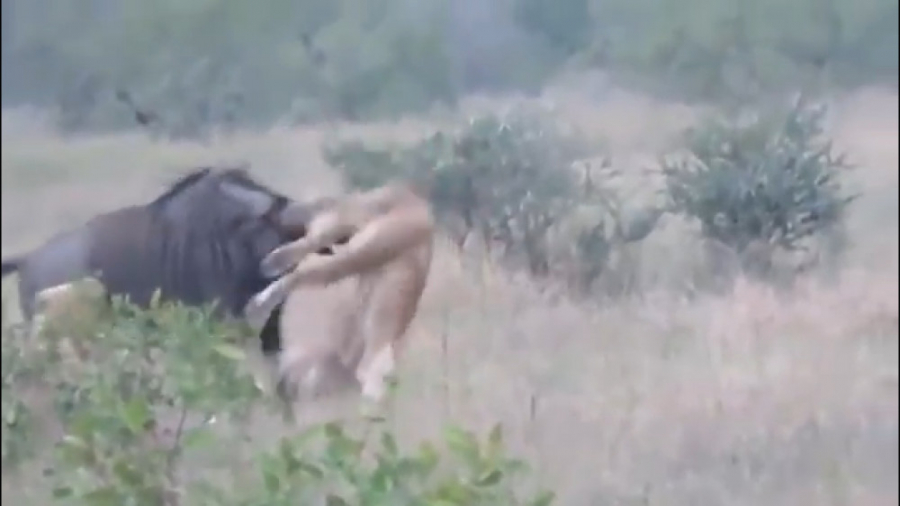 فیلم مستند جنگ و شکار در حیات...