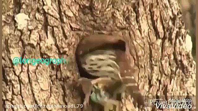 راز بقا لری