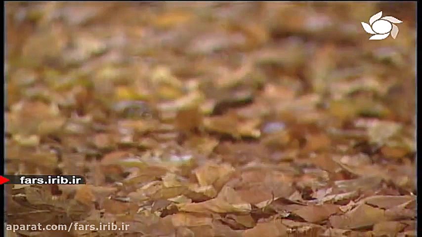 ترانه شاد " احساس زندگی &...