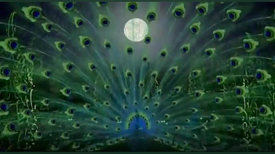 بیا تا گل برافشانیم  فقیهی