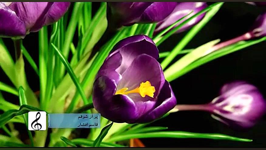 پر از شوقم  افشار