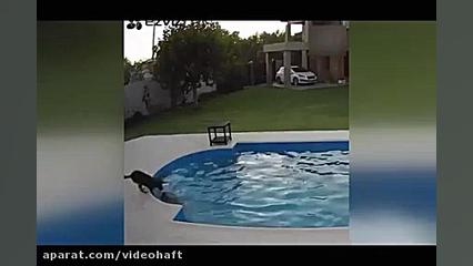 ببینید|سگی که جان دوست نابینای...