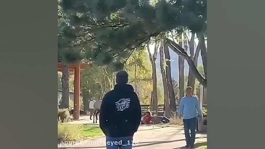 گوزن وحشی پاره پورشون کرد O:o