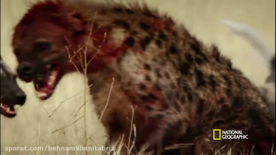 طلوع آفتاب ( قسمت کامل ) سرزمی...