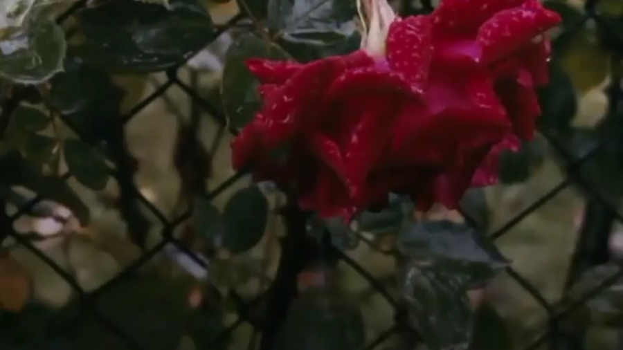 دکلمه جدید لری اهنگ جدید محلی...