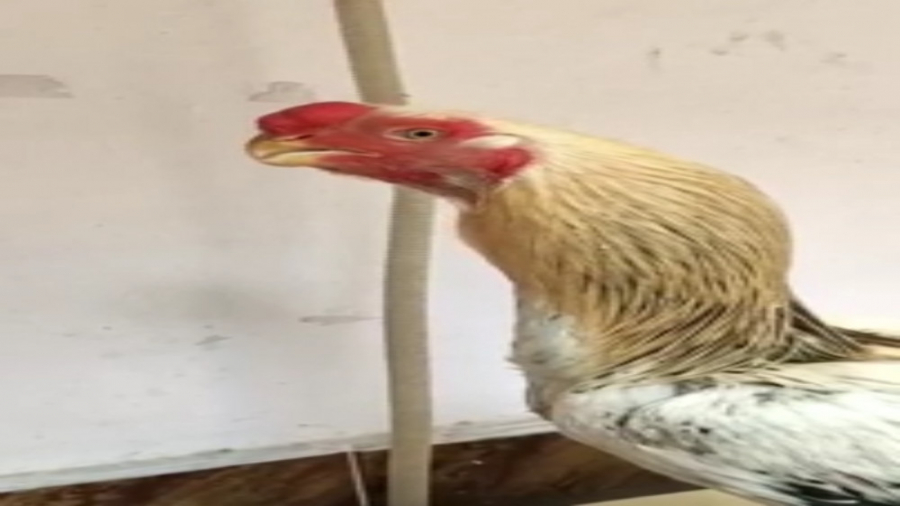 خروس لاری اصل رفیقم واسه جنگ