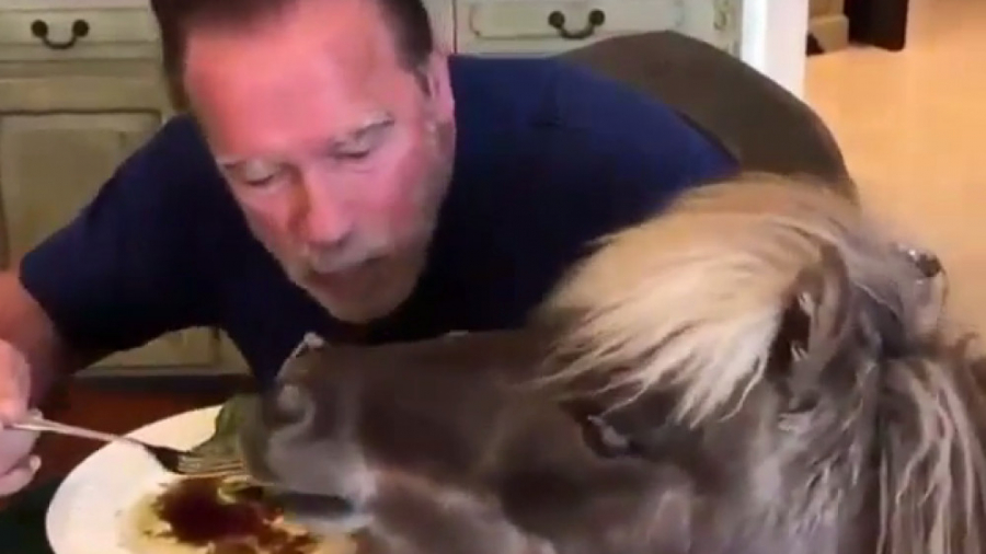 حیوان خانگی عجیب آرنولد