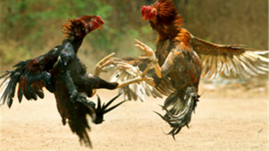 جنگ انداختن مرغ و خروس لاری تو...