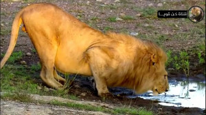 شیرهای درنده آفریقا  مبارزه بر...