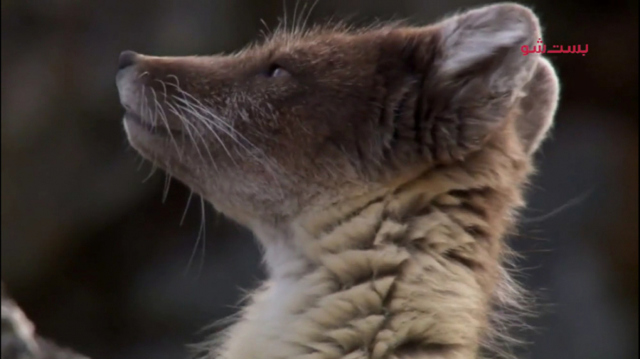 شکار شگفت انگیز روباه های قطبی...