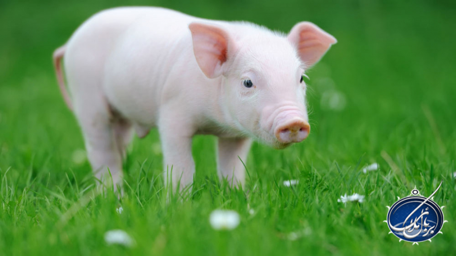 فرق بین حیوانات حلال گوشت و حر...