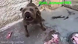 سگ آدم خوار!!!