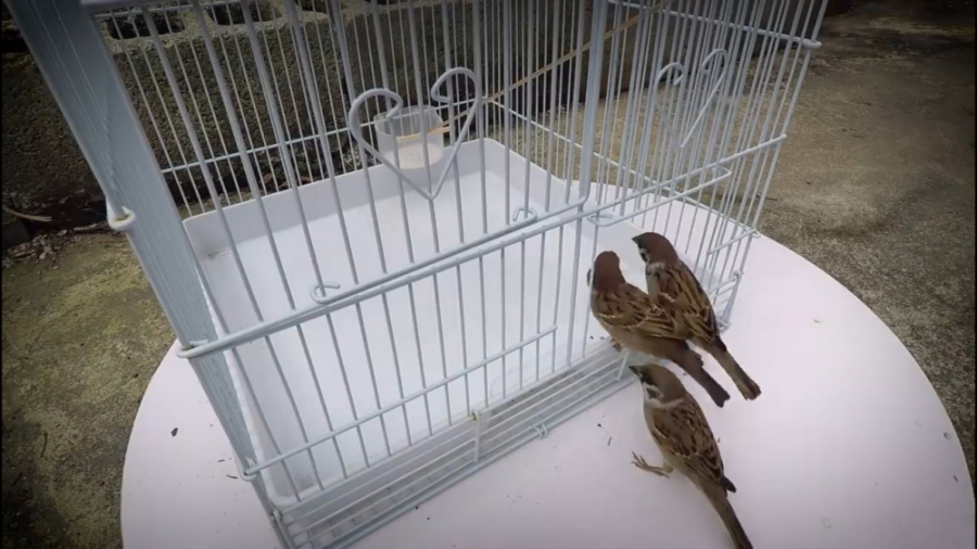 ساخت تله پرنده و شکار دو گنجشک...