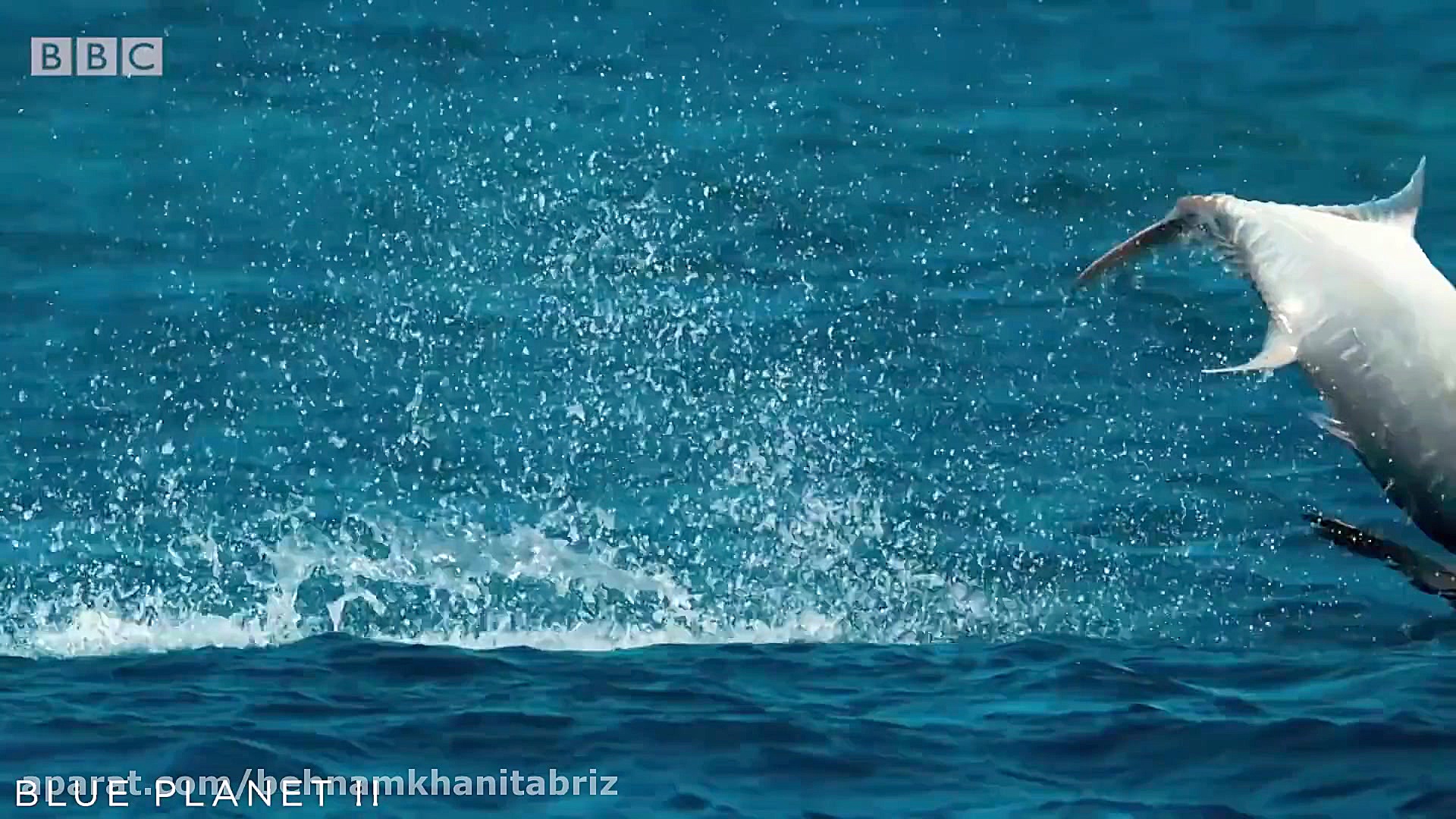 شکار مرغابی توسط کوسه ماهی ها...