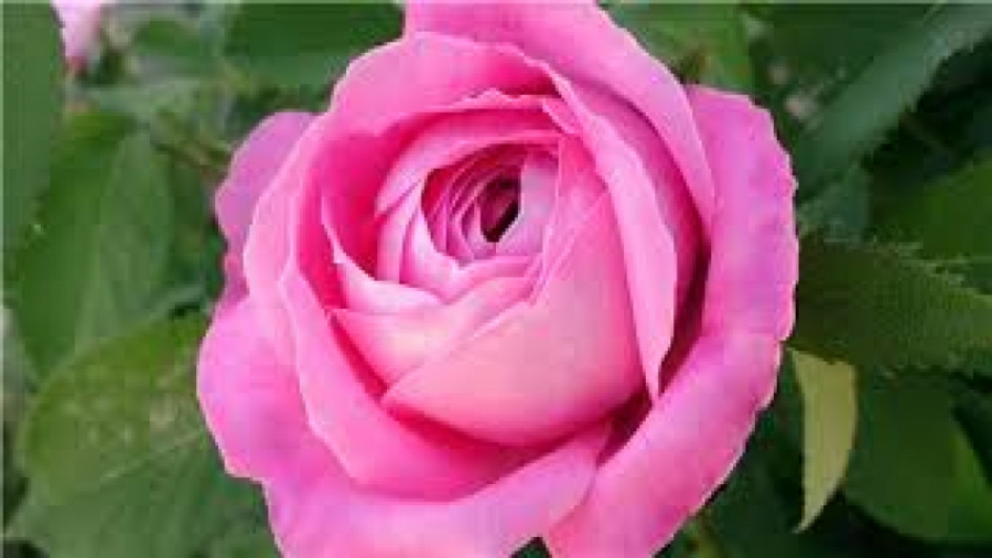 معرفی کتاب غُرَرُالحِکم و دُرَ...