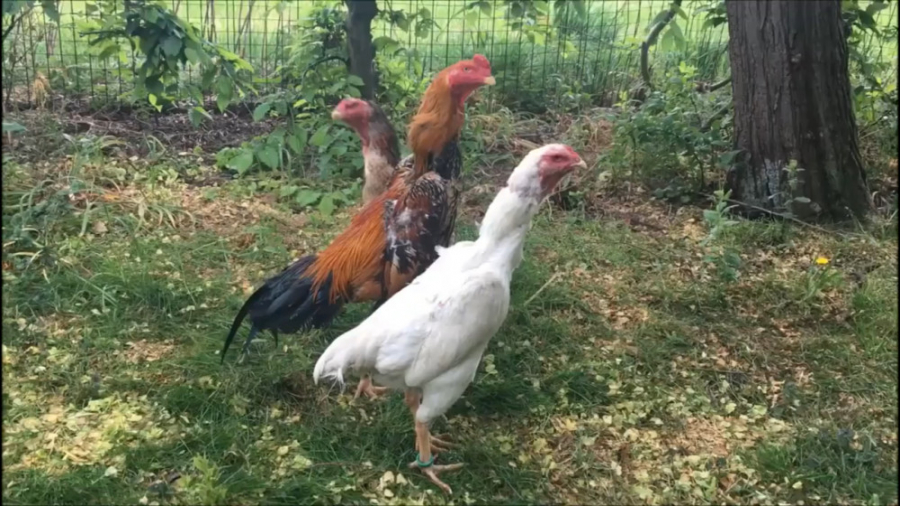 مرغ و خروس های لاری جنگی رفیقم...