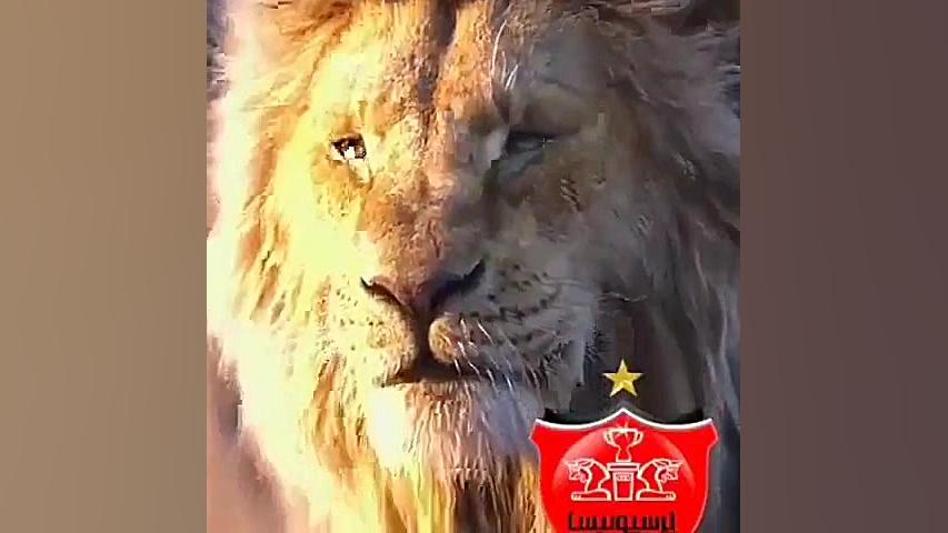 پرسپولیس شیر