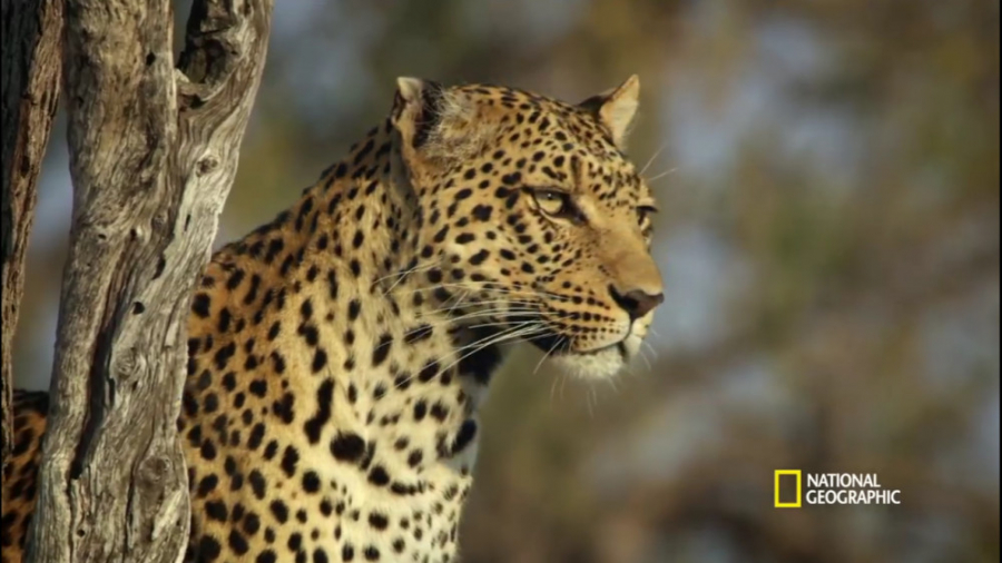 برترین صحنه های شکارشیر و یوزپ...