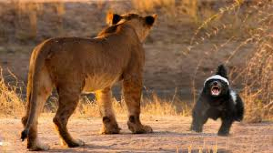 گورکن شیرها را شکست می دهد و آ...