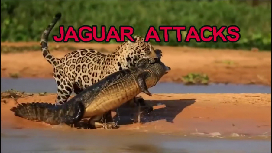 شکار شگفت&zwnj;انگیز تمساح توس...