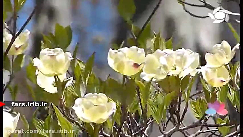 ترانه زیبا و آرامبخش " حس...