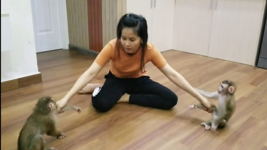 شیطنتهای 2 میمون کوچولو