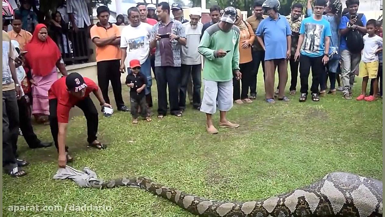 بلعیدن طعمه بزرگ توسط مار پیتو...